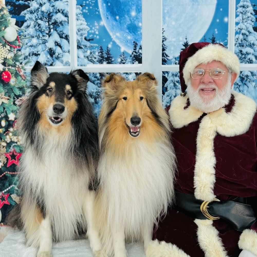 Pet Pics with Santa, Cute shelties